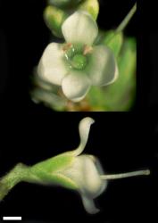 Veronica cockayneana. Female flowers. Scale = 1 mm.
 Image: W.M. Malcolm © Te Papa CC-BY-NC 3.0 NZ